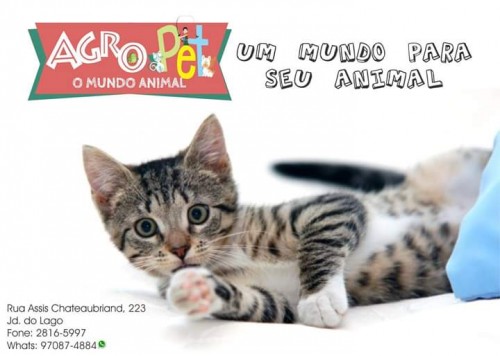 Agro Pet - O Mundo Animal - Pet Shop Em Jundiaí SP