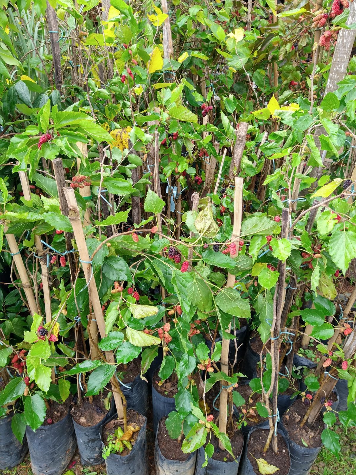 Fruticultura em Vargem Grande Paulista Toledo