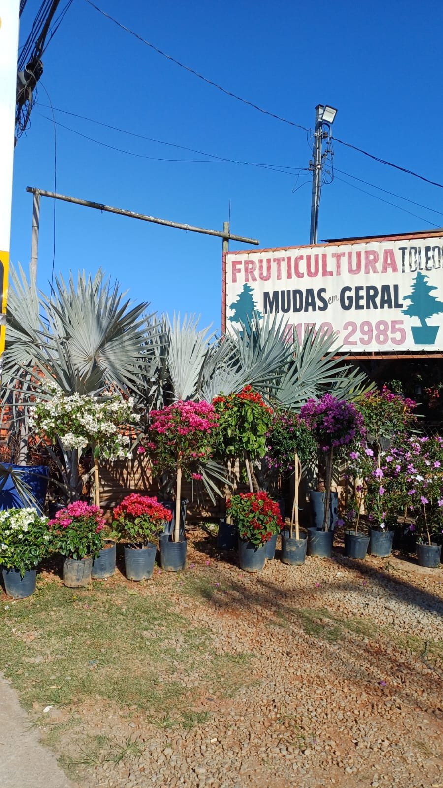 Fruticultura em Vargem Grande Paulista Toledo