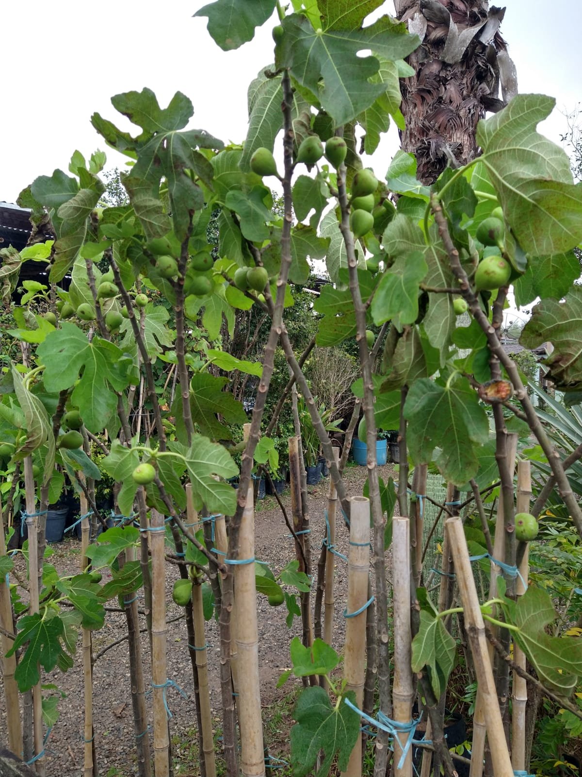 Fruticultura em Vargem Grande Paulista Toledo