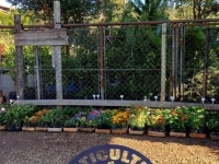 Fruticultura em Vargem Grande Paulista Toledo