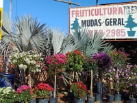 Fruticultura em Vargem Grande Paulista Toledo