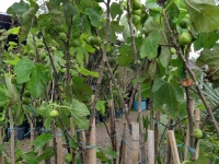 Fruticultura em Vargem Grande Paulista Toledo