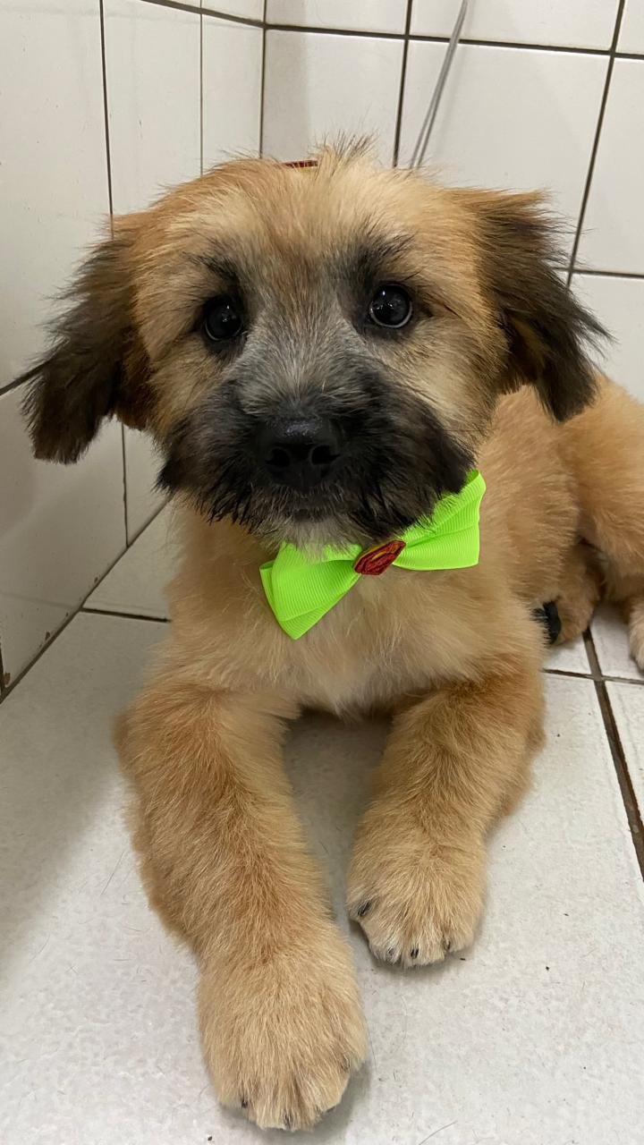  Pet Shop em Santo André Benevet