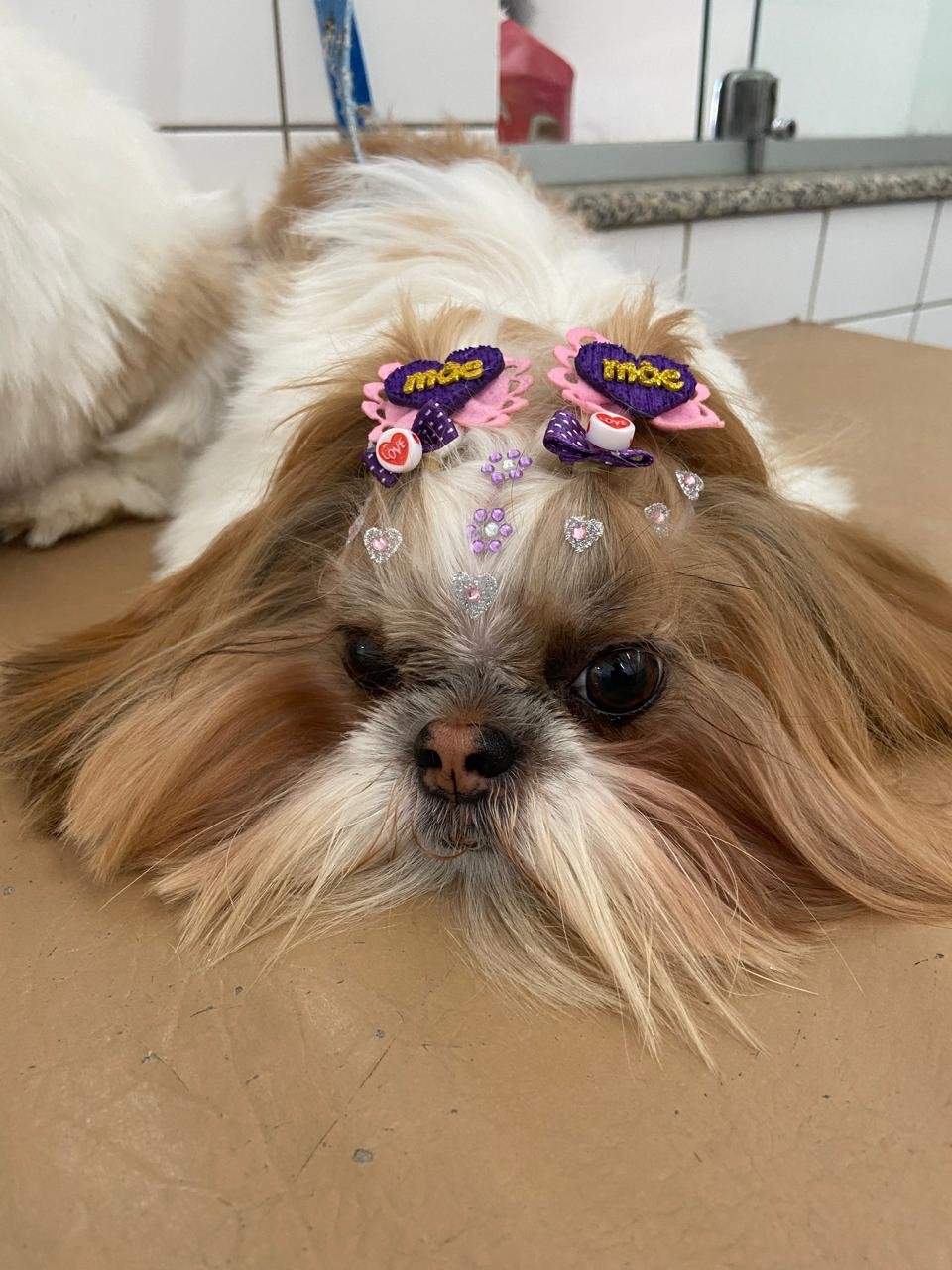  Pet Shop em Santo André Benevet