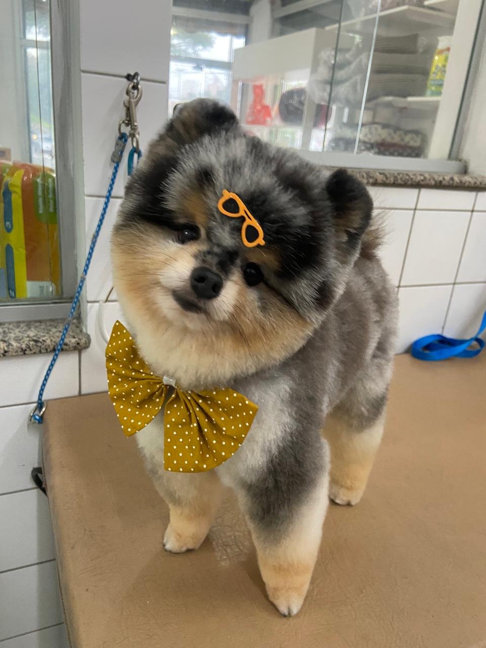  Pet Shop em Santo André Benevet