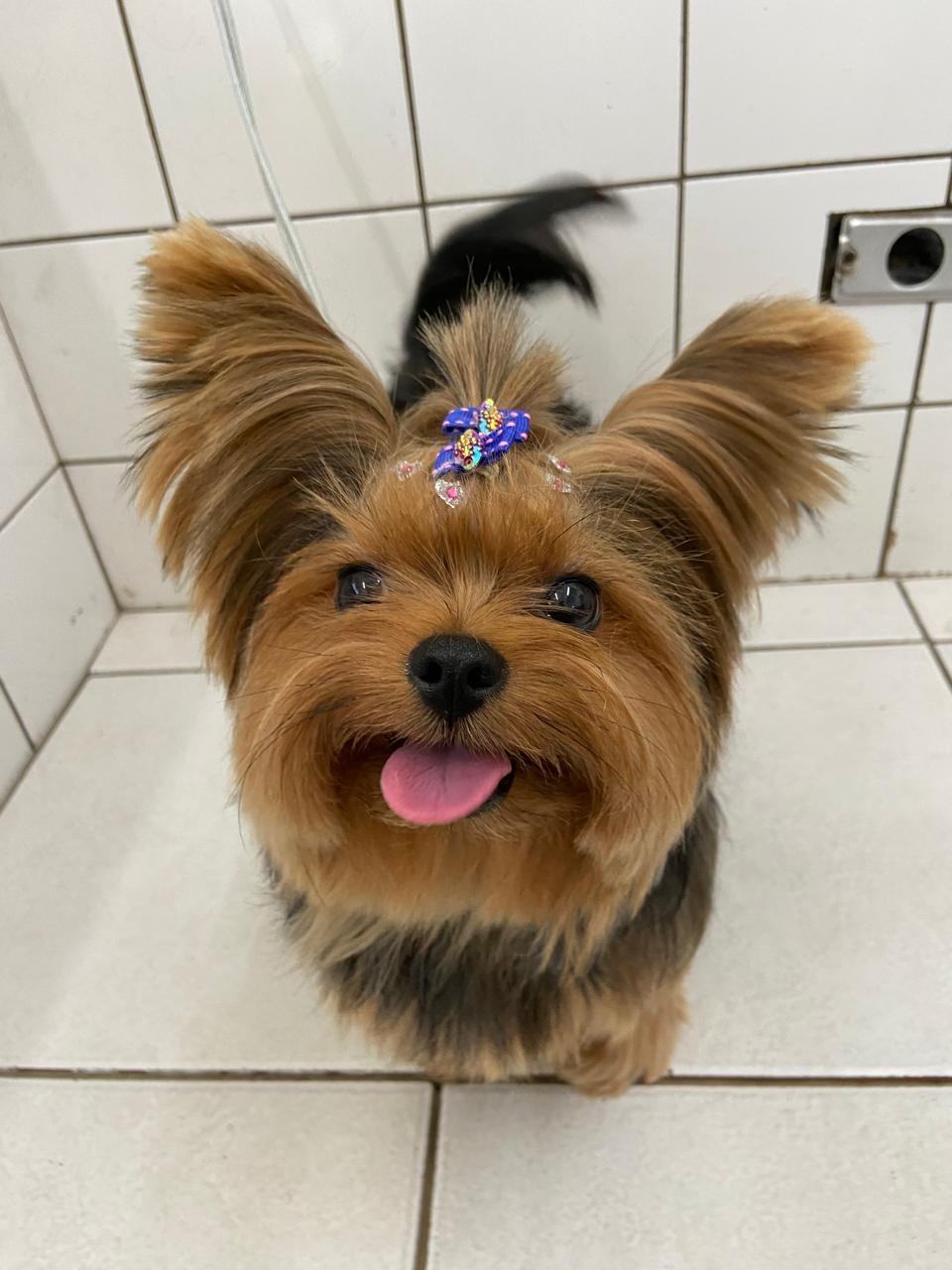  Pet Shop em Santo André Benevet