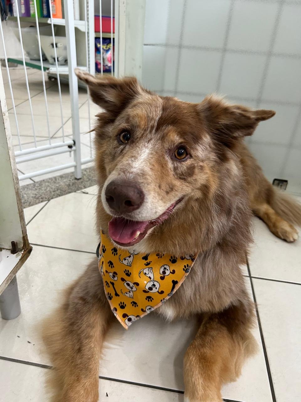  Pet Shop em Santo André Benevet