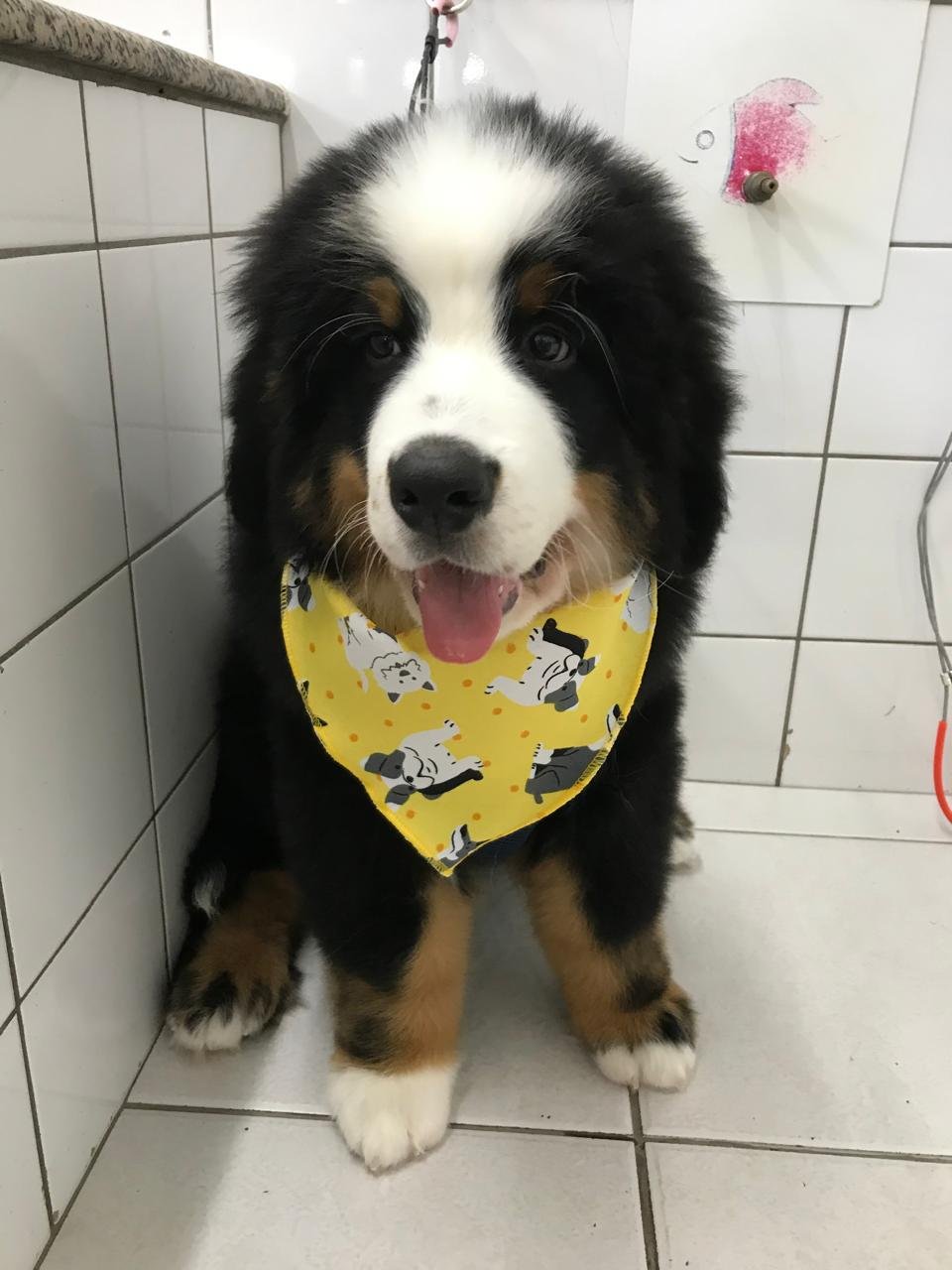  Pet Shop em Santo André Benevet