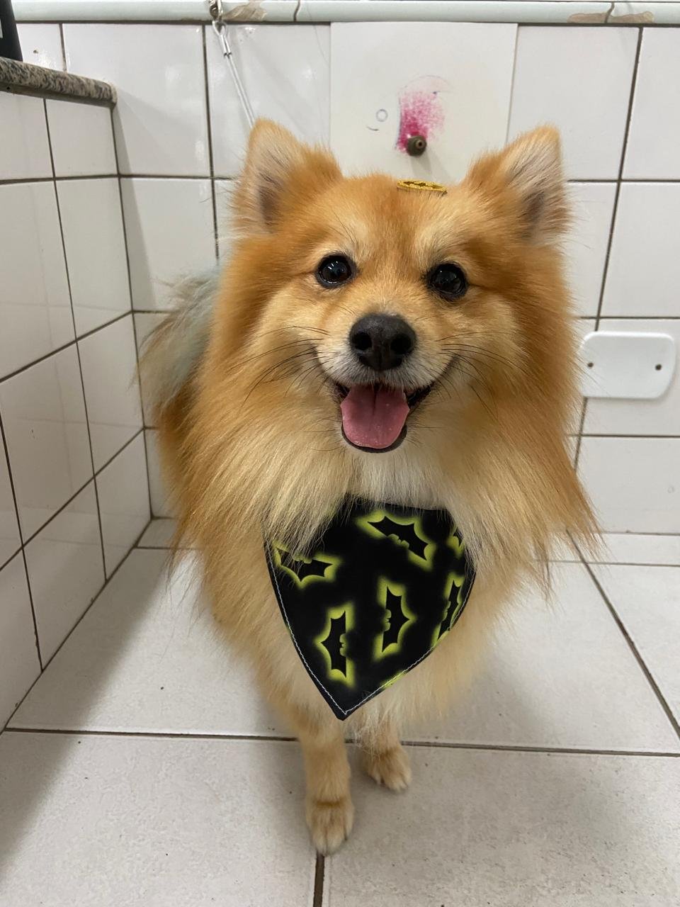  Pet Shop em Santo André Benevet