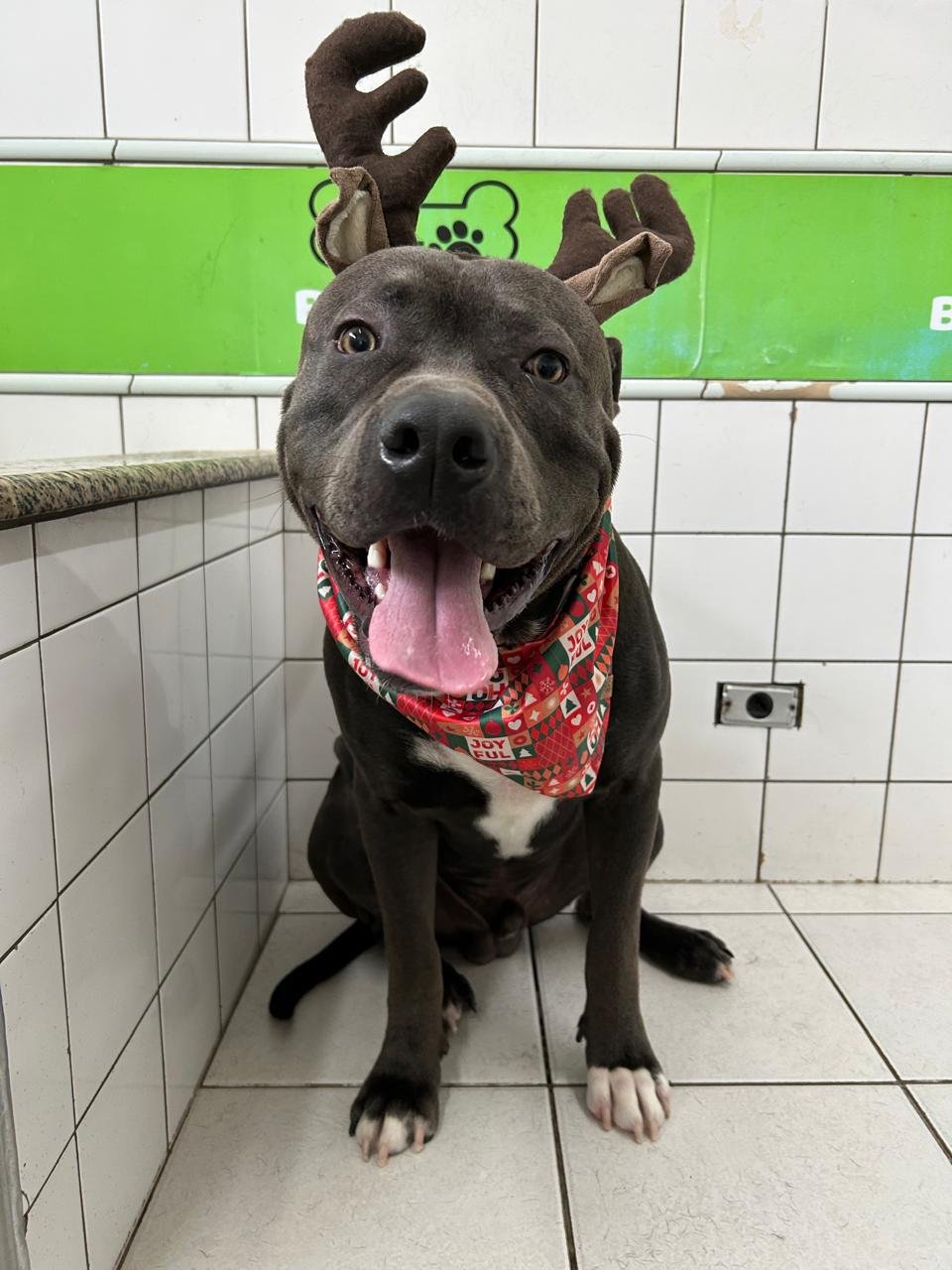  Pet Shop em Santo André Benevet