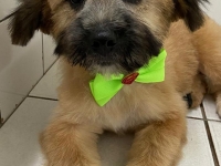  Pet Shop em Santo André Benevet