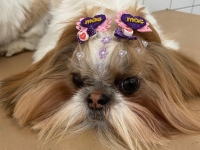  Pet Shop em Santo André Benevet