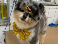  Pet Shop em Santo André Benevet