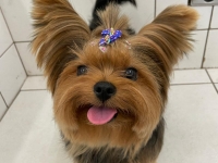  Pet Shop em Santo André Benevet