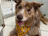  Pet Shop em Santo André Benevet