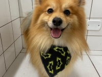  Pet Shop em Santo André Benevet
