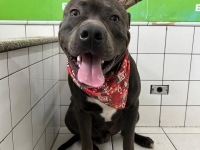  Pet Shop em Santo André Benevet