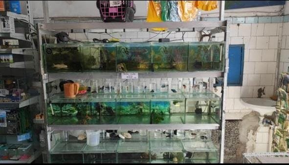 Lucy Pet Shop e Avicultura na Zona Leste