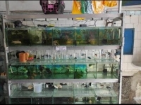 Lucy Pet Shop e Avicultura na Zona Leste