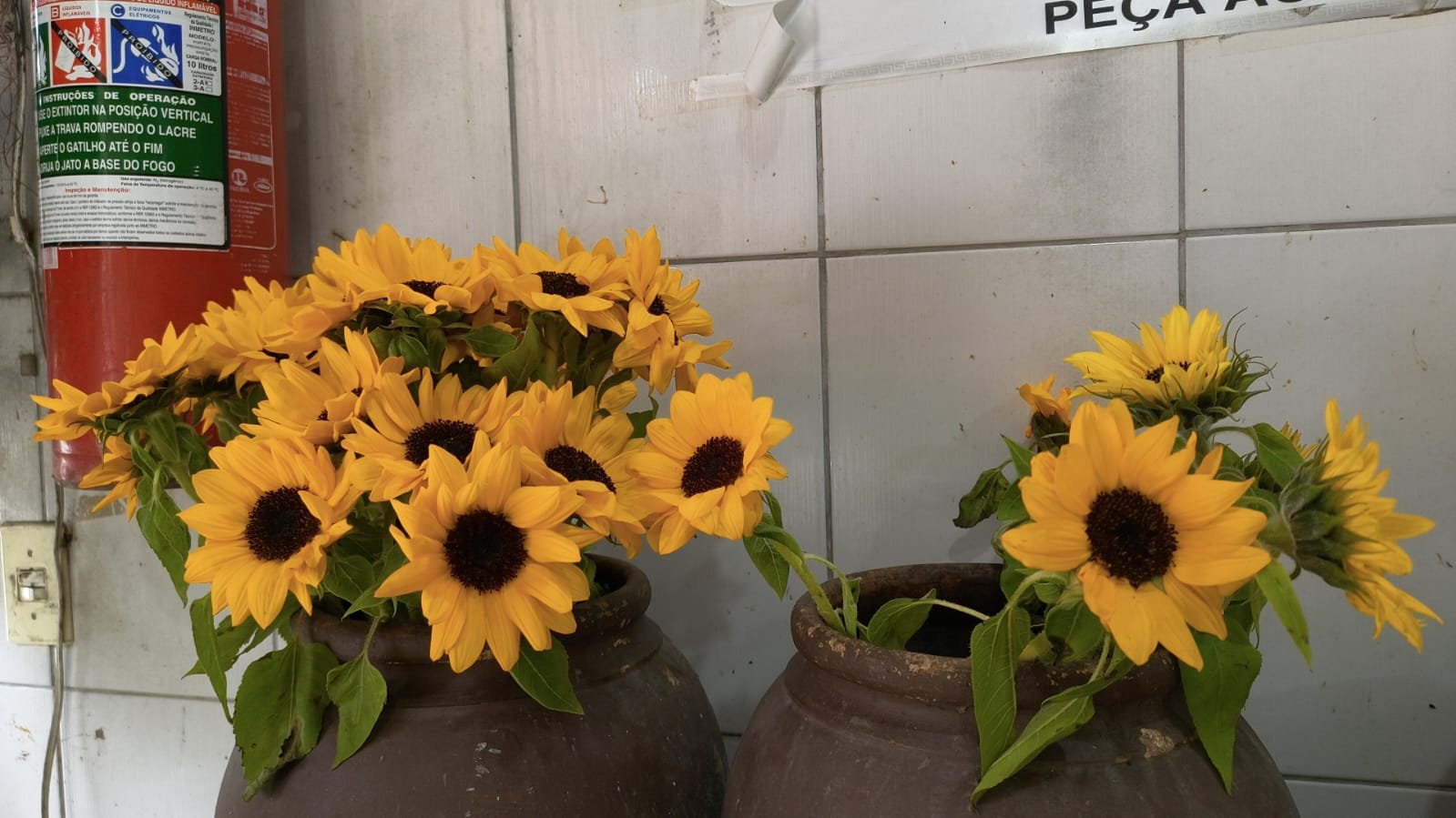 Floricultura Osasco 