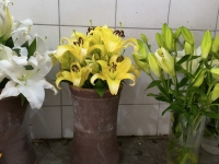 Floricultura Osasco 