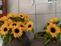 Floricultura Osasco 