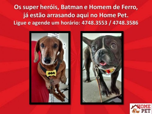 Home Pet - Veterinário em Mogi das Cruzes