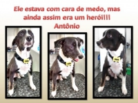 Home Pet - Veterinário em Mogi das Cruzes