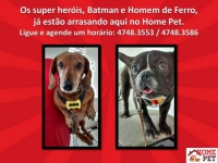 Home Pet - Veterinário em Mogi das Cruzes