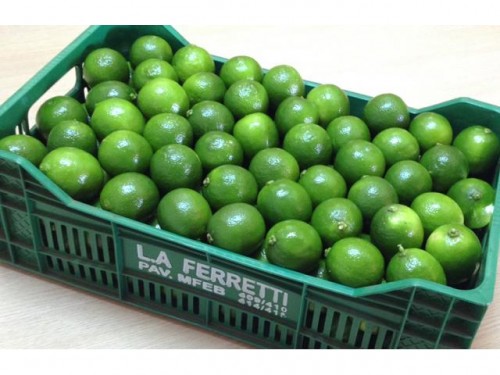 Ceasa de São Paulo - L A Ferreti Frutas  