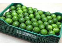 Ceasa de São Paulo - L A Ferreti Frutas  